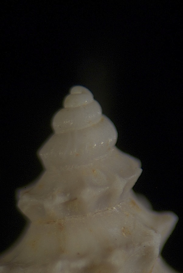 Giovane Pagodula echinata?